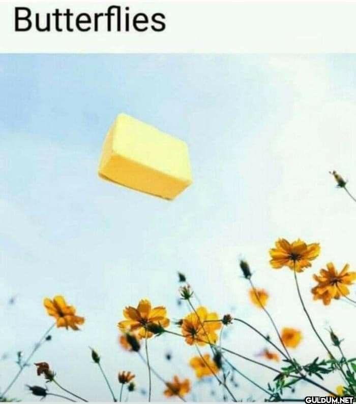 Butterflies