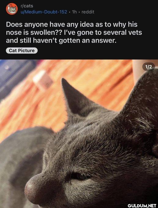 ㅤ    r/cats...