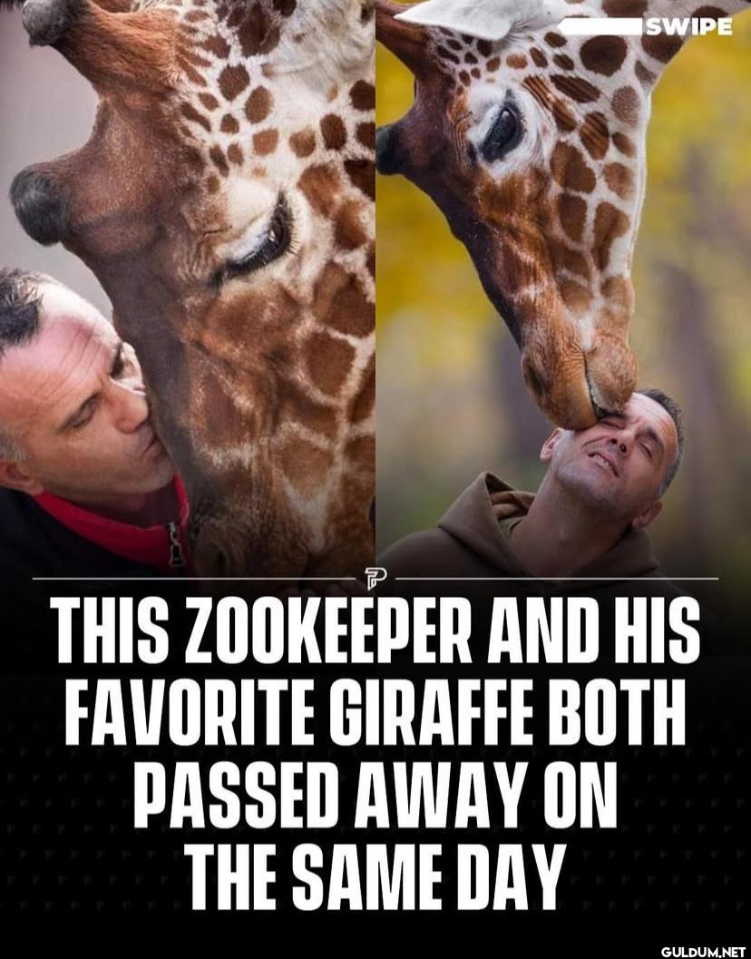 SWIPE P THIS ZOOKEEPER AND...