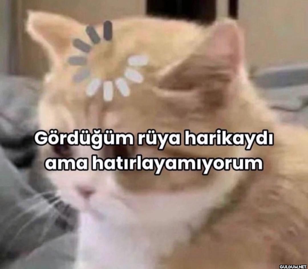 Gördüğüm rüya harikaydı...