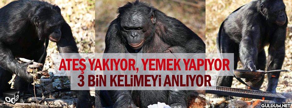 Sizin sohbet oda ATEŞ...
