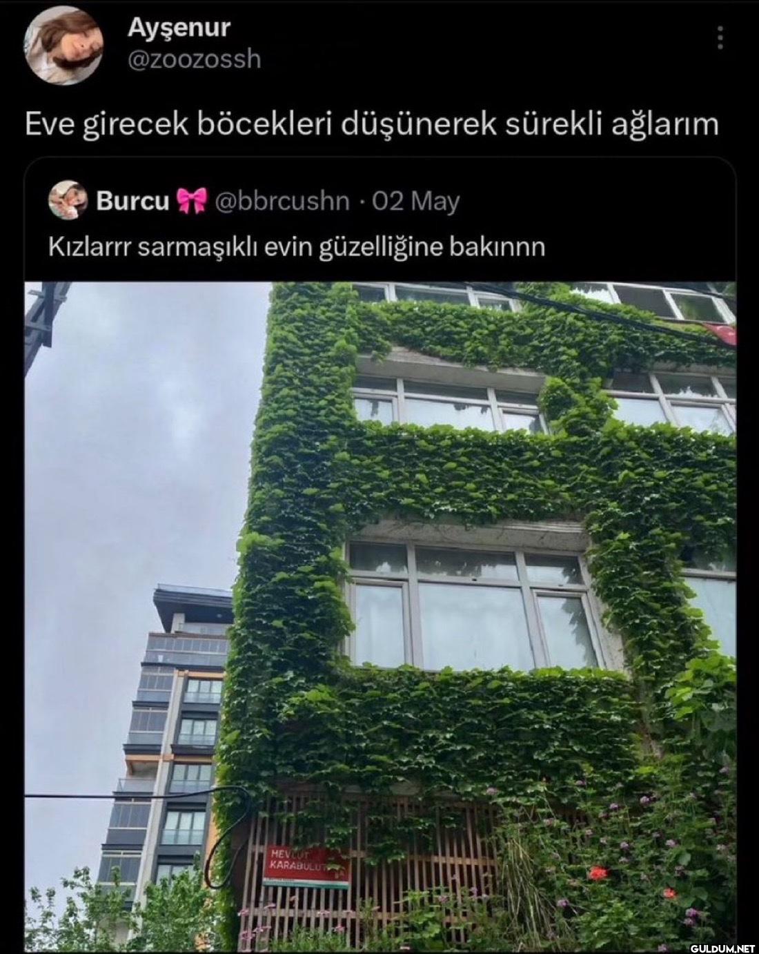 Eve girecek böcekleri...