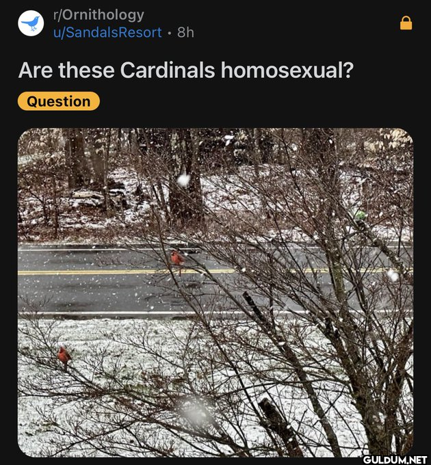 r/Ornithology u/Sandals...