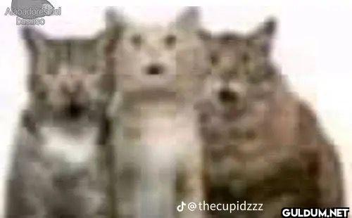 Academy__ ___ _thecupidzzz