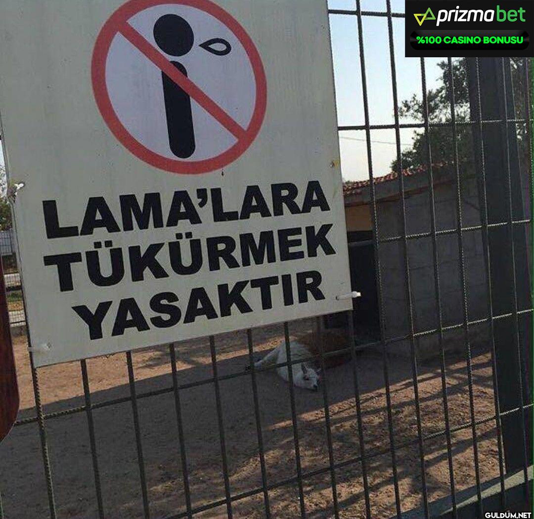 LAMA'LARA TÜKÜRMEK...