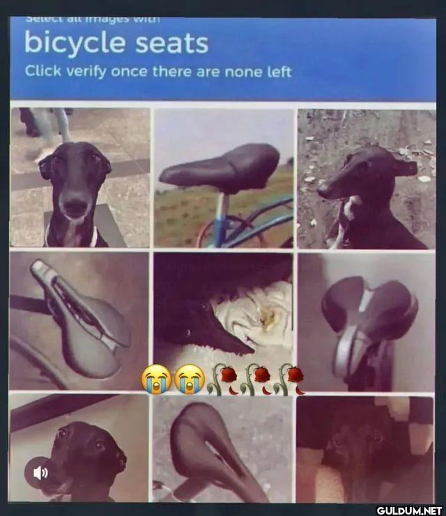 Select all images with...