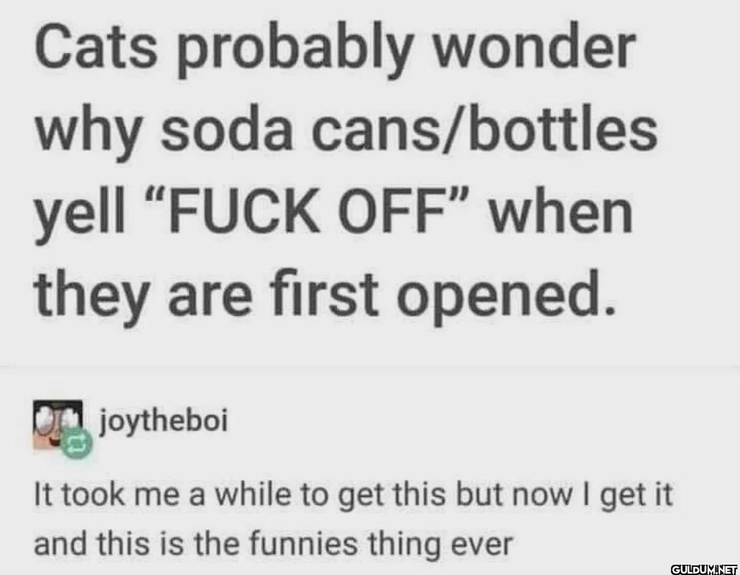 Cats probably wonder why...