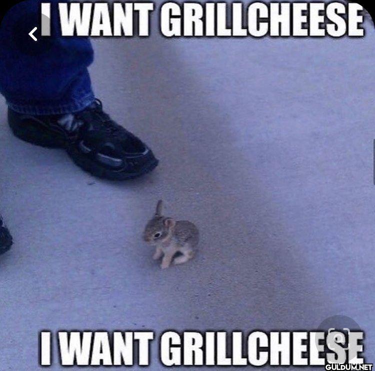 I WANT GRILLCHEESE I WANT...
