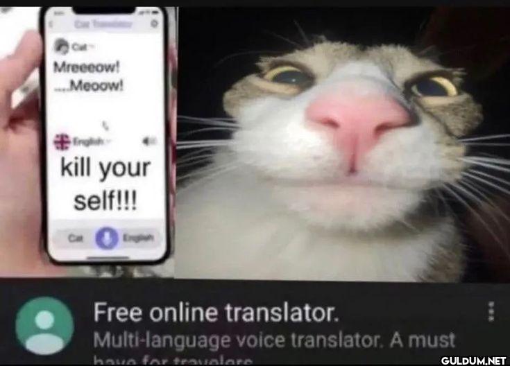 Cat Translator Cat...