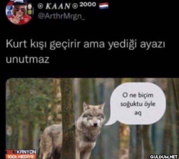 Kurt kışı geçirir ama...