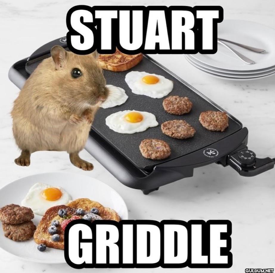 ︎ ︎ ︎ ︎    STUART GRIDDLE