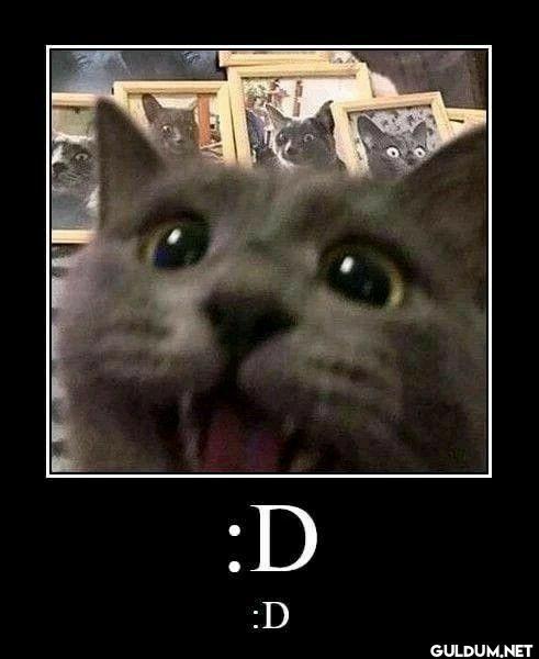 D D