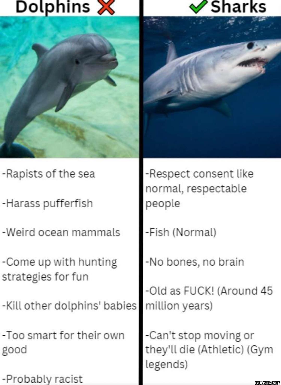 Dolphins X Sharks -Rapists...