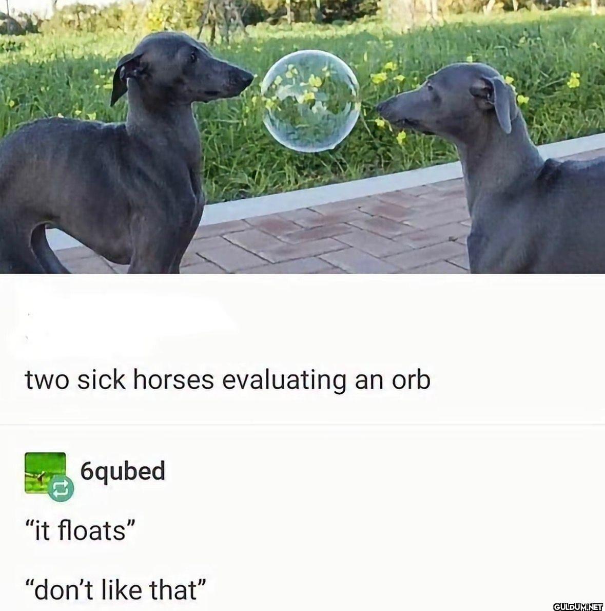 two sick horses evaluating...