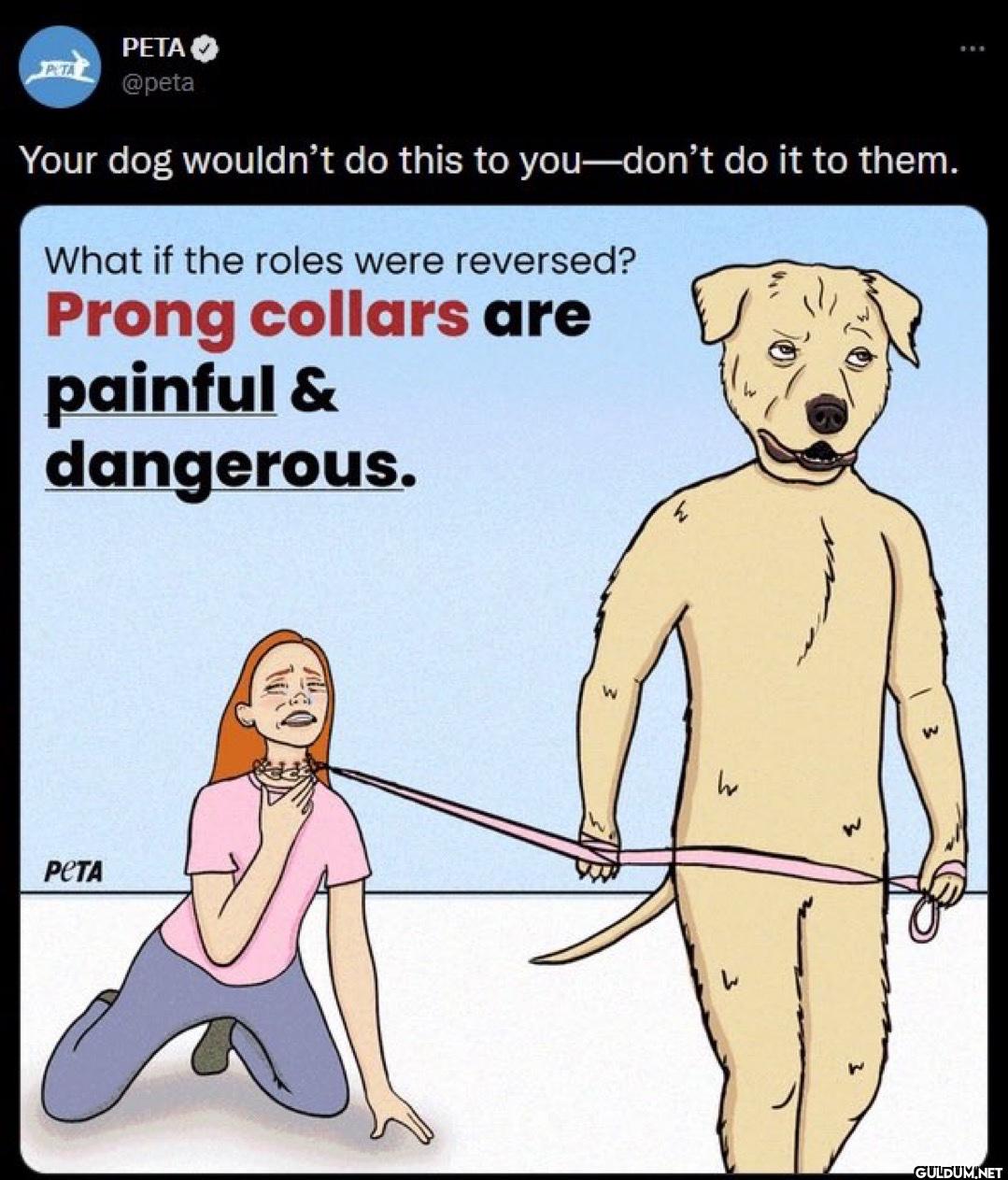 Your dog wouldn't do this...