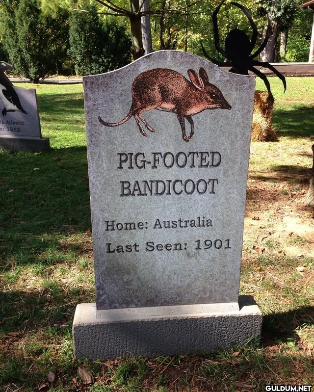 08. Pig-Footed Bandicoot...
