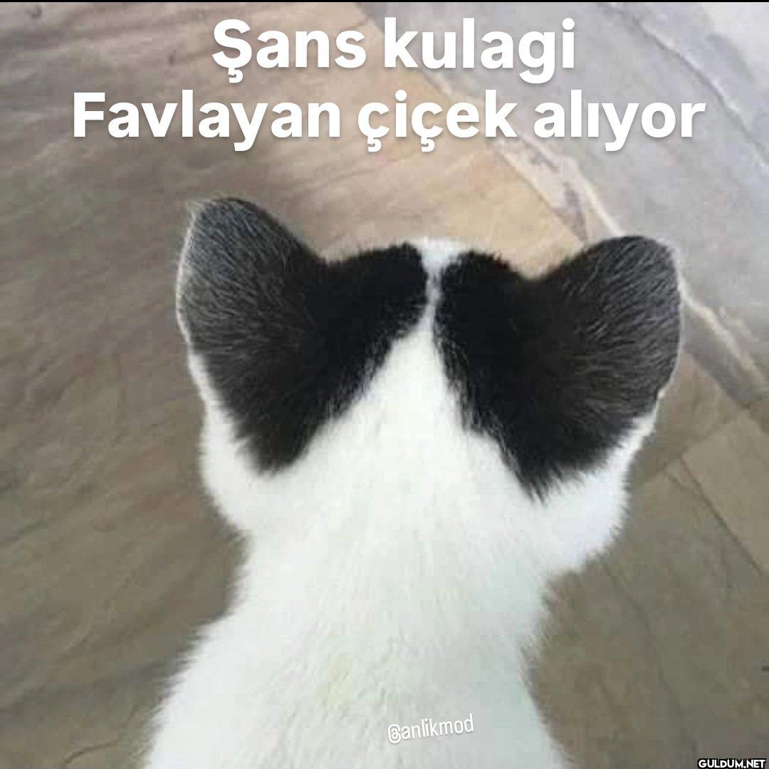 Şans kulagi Favlayan çiçek...