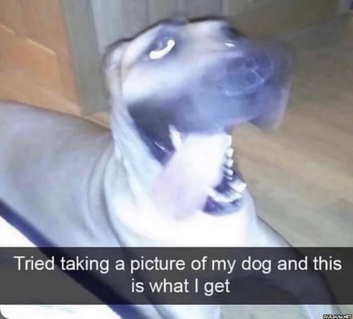 Tried taking a picture of...
