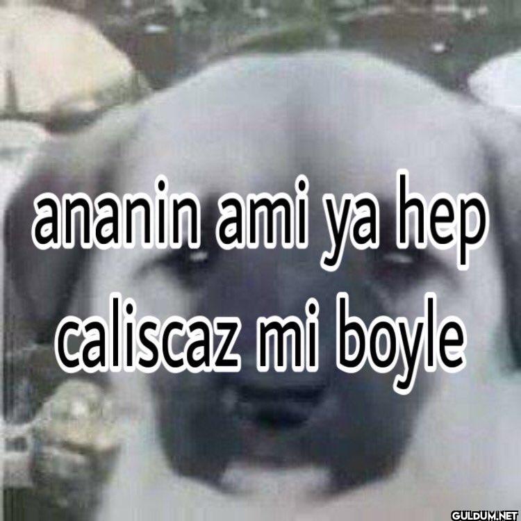 ananin ami ya hep caliscaz mi boyle