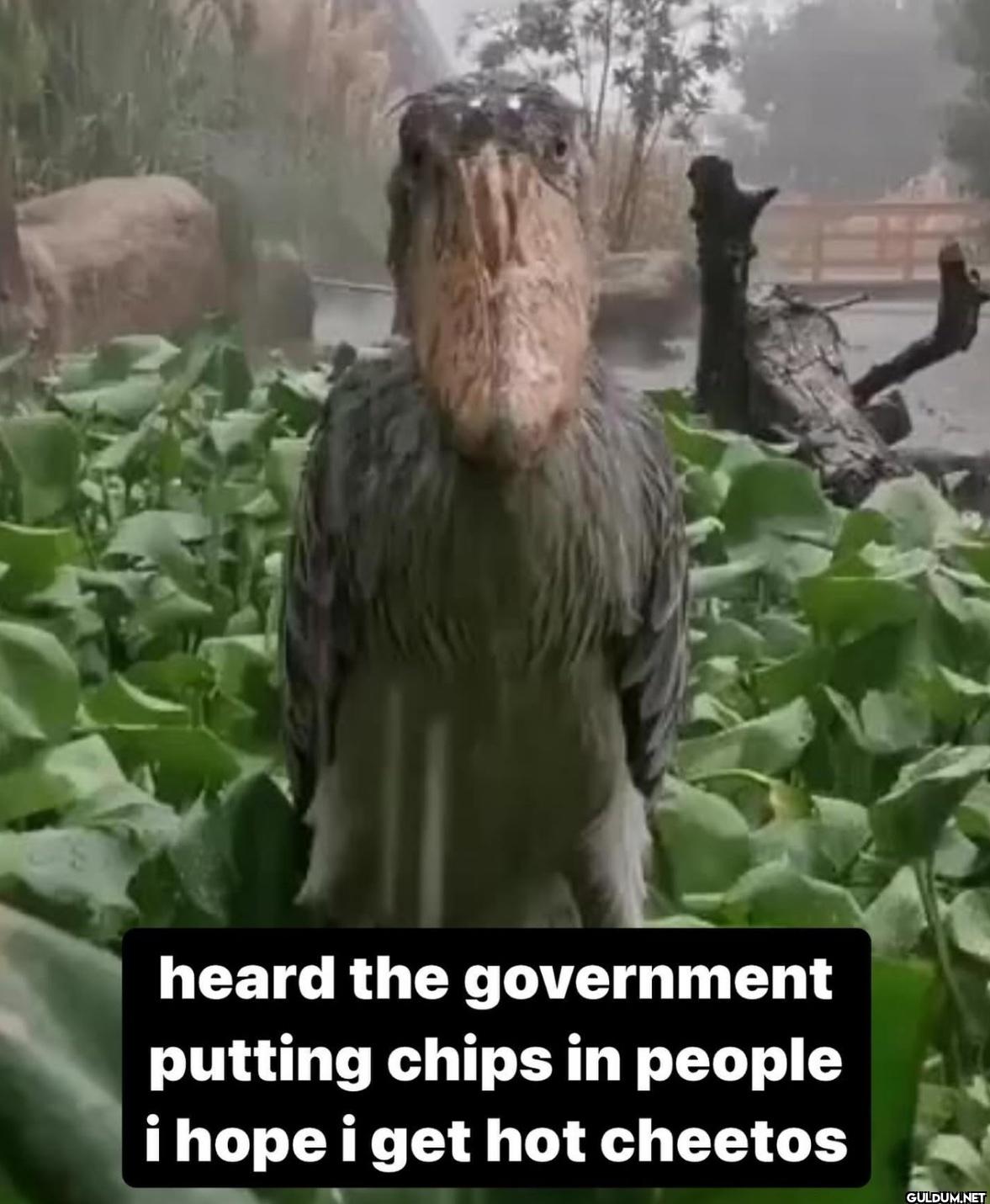 heard the government...