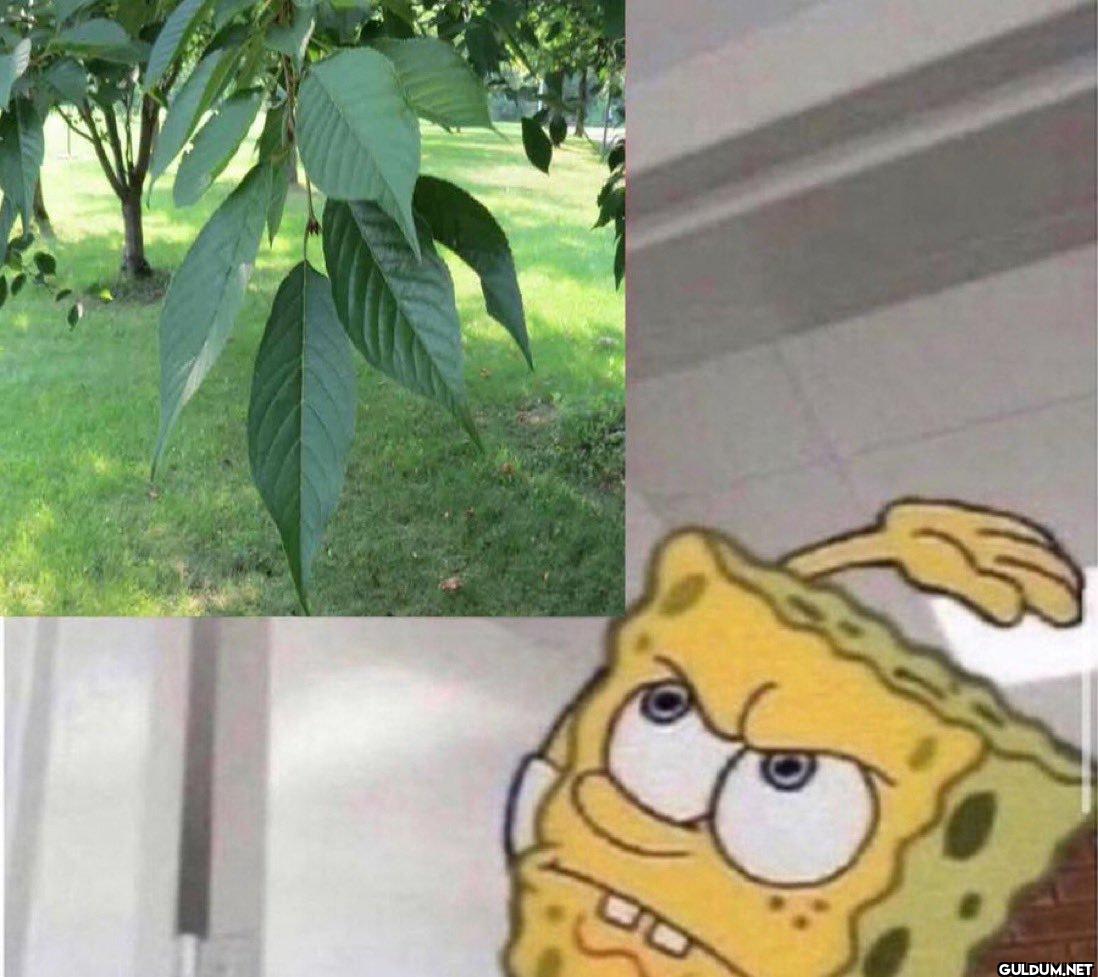 Whenever I walk by a tree