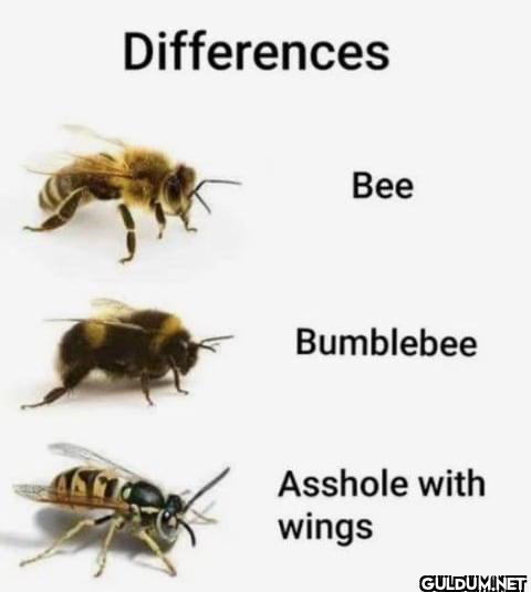 Differences Bee Bumblebee...