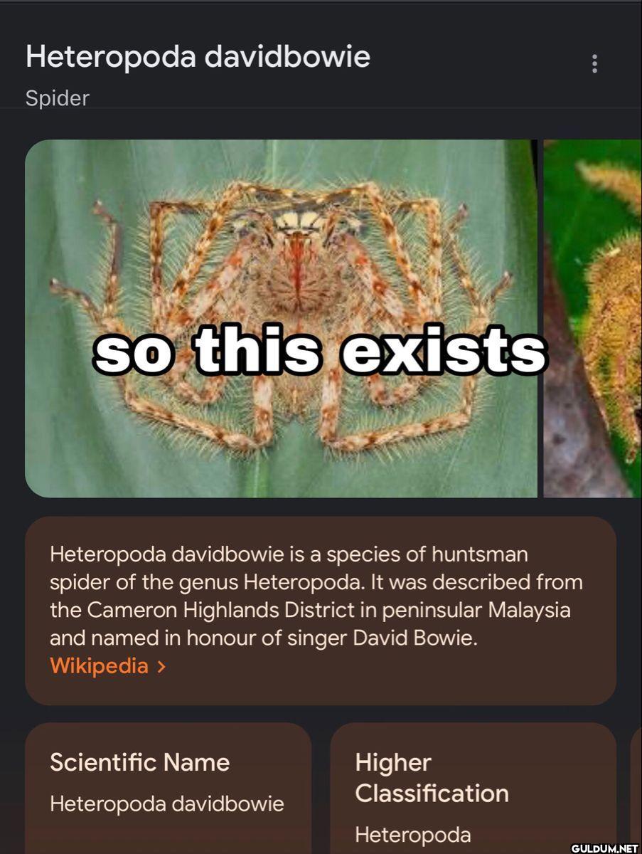 Heteropoda davidbowie...