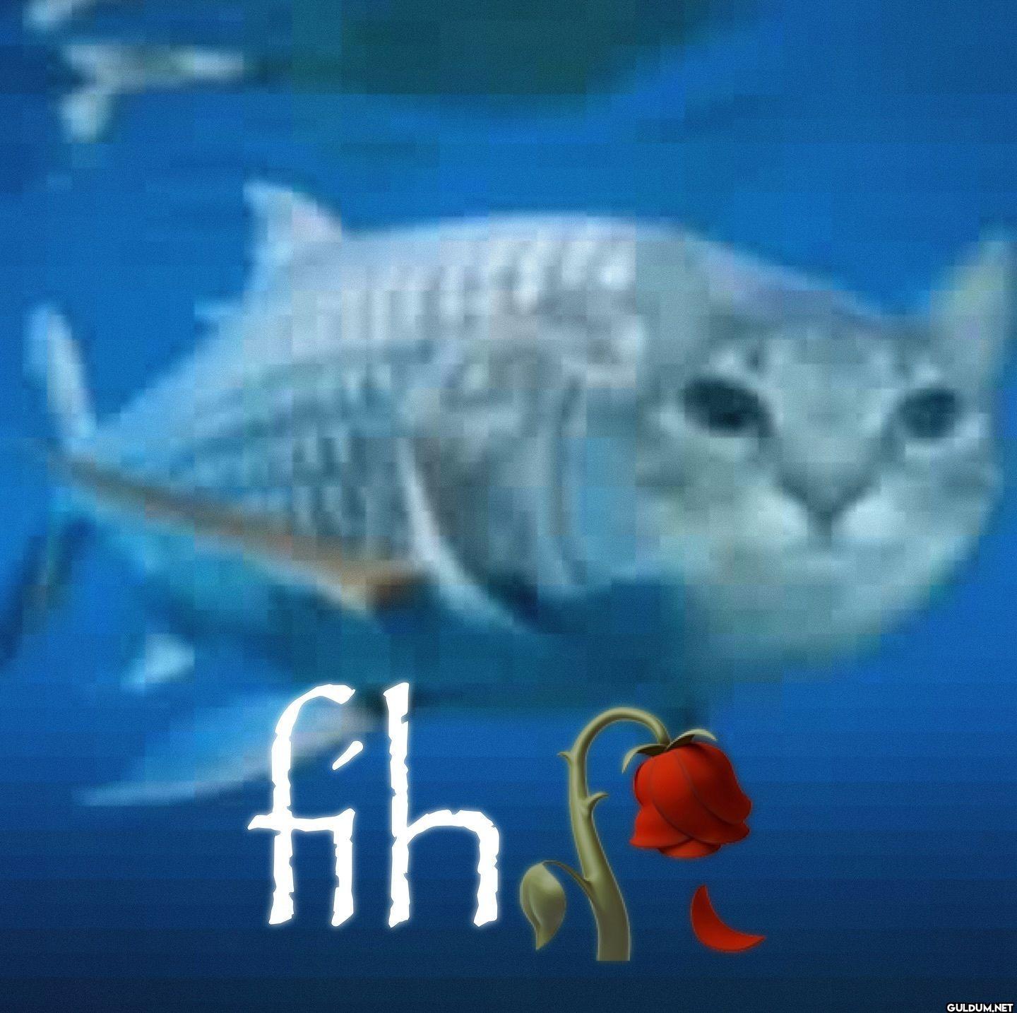 fih.