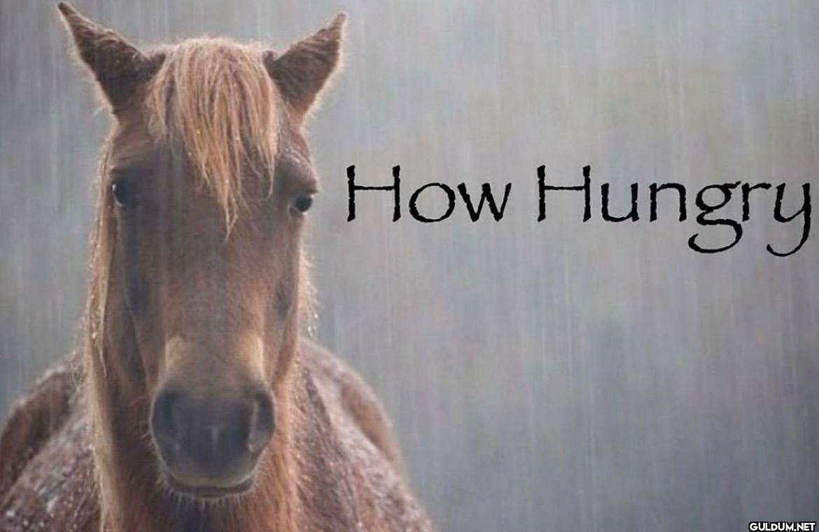 How Hungry