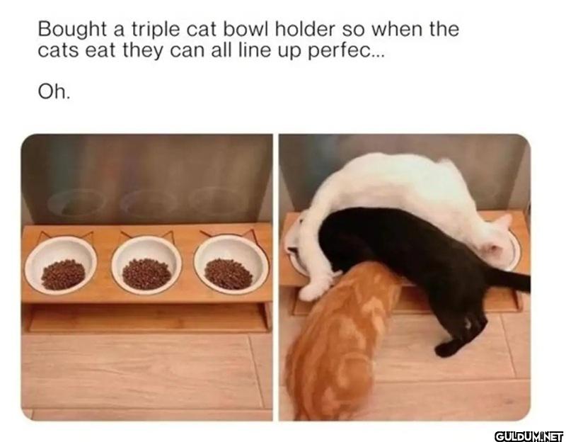 Bought a triple cat bowl...