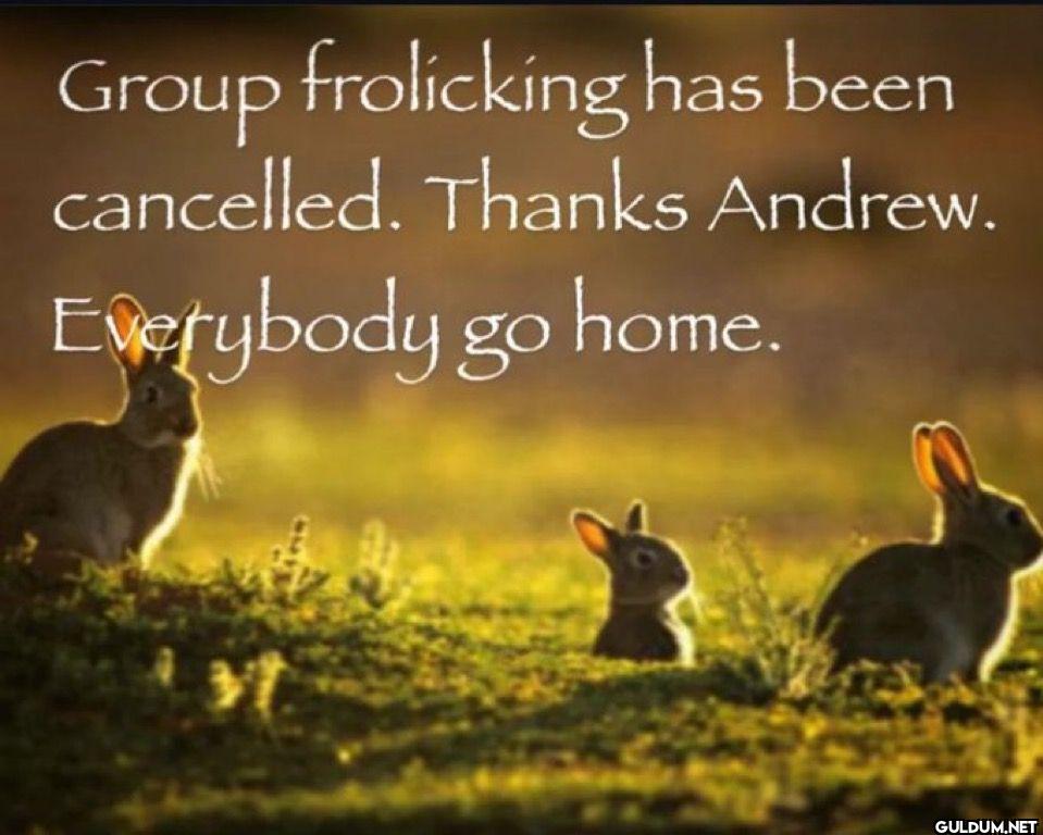 Group frolicking has been...