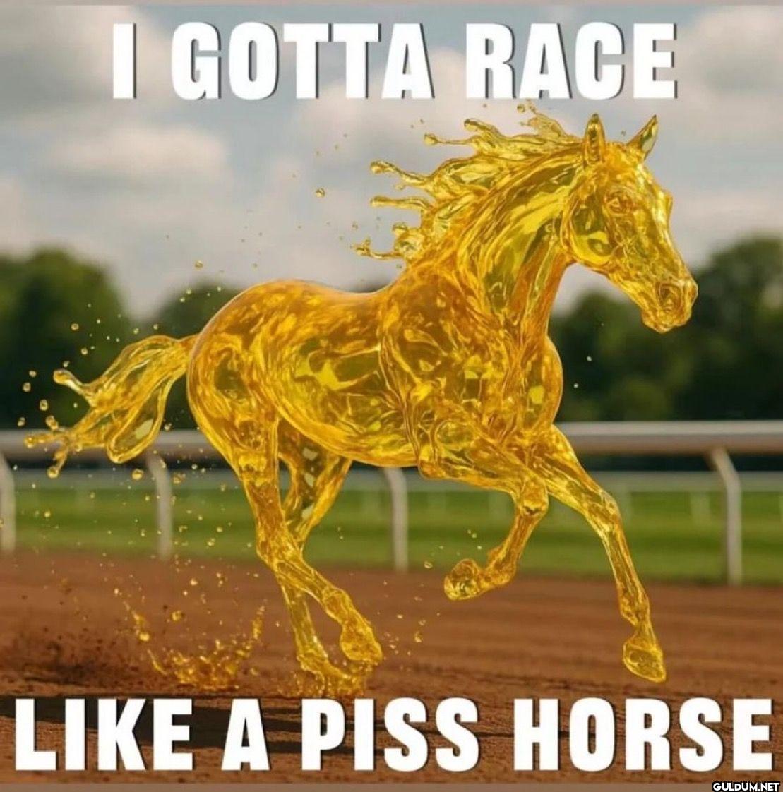 GOTTA RACE LIKE A PISS HORSE