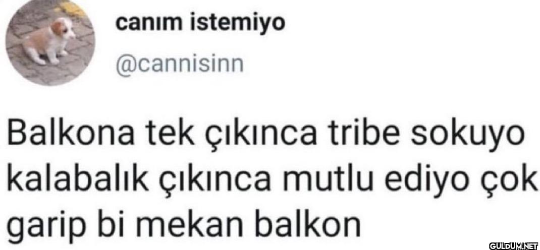 Balkona tek çıkınca tribe...