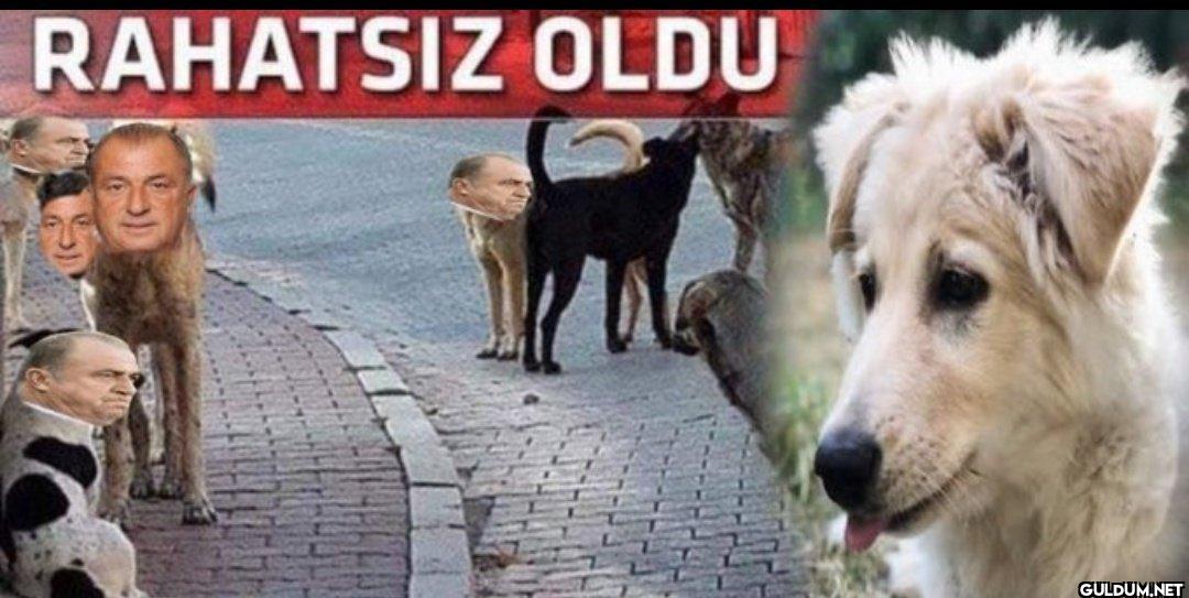 TERİM SİNİRDEN DELİYE...