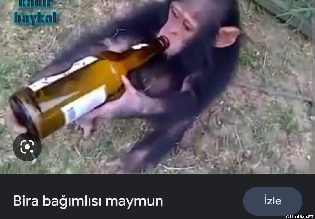 baykal Bira bağımlısı maymun İzle
