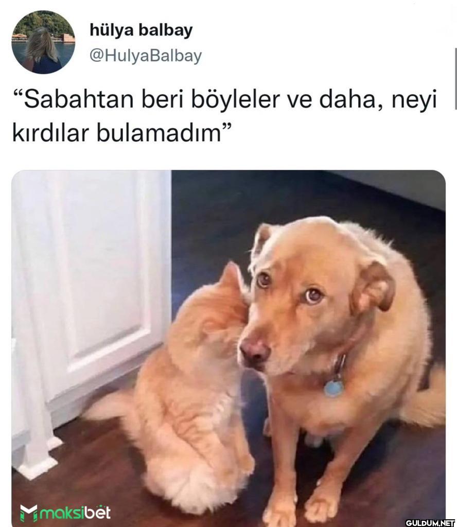 "Sabahtan beri böyleler ve...
