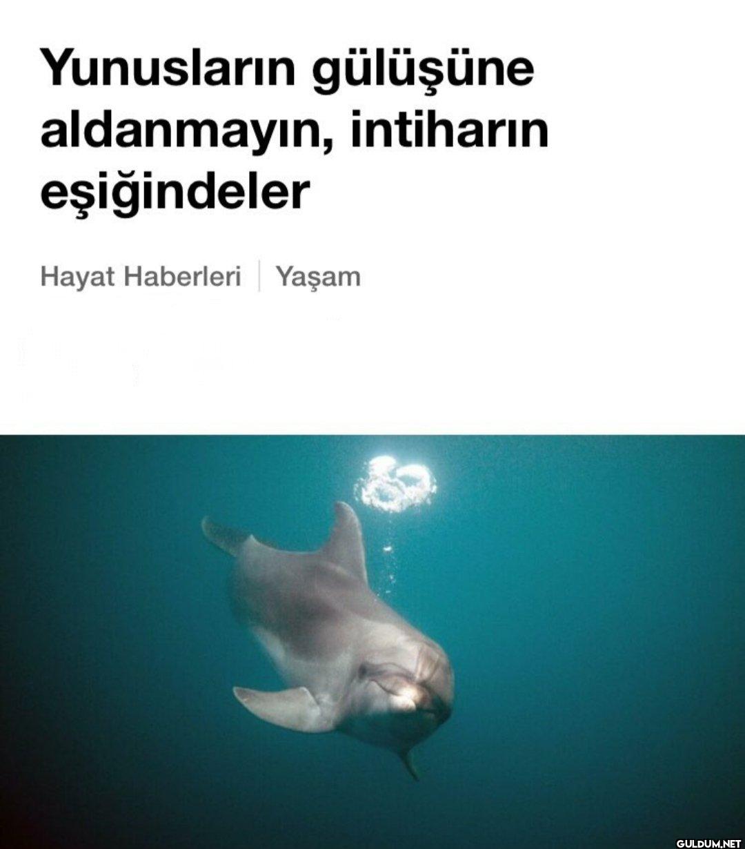 Yunusların gülüşüne...