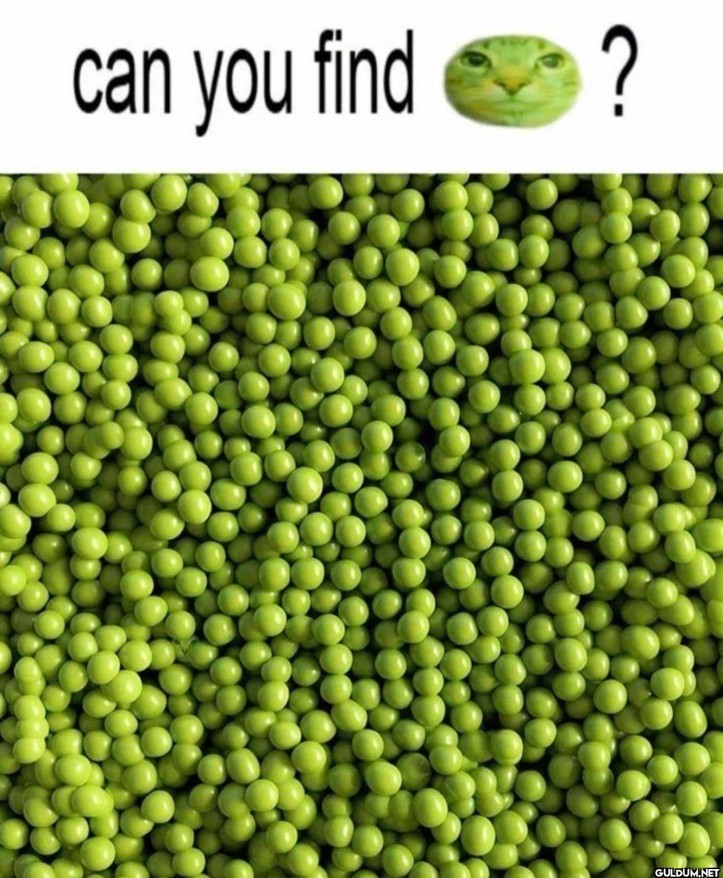 can you find ?