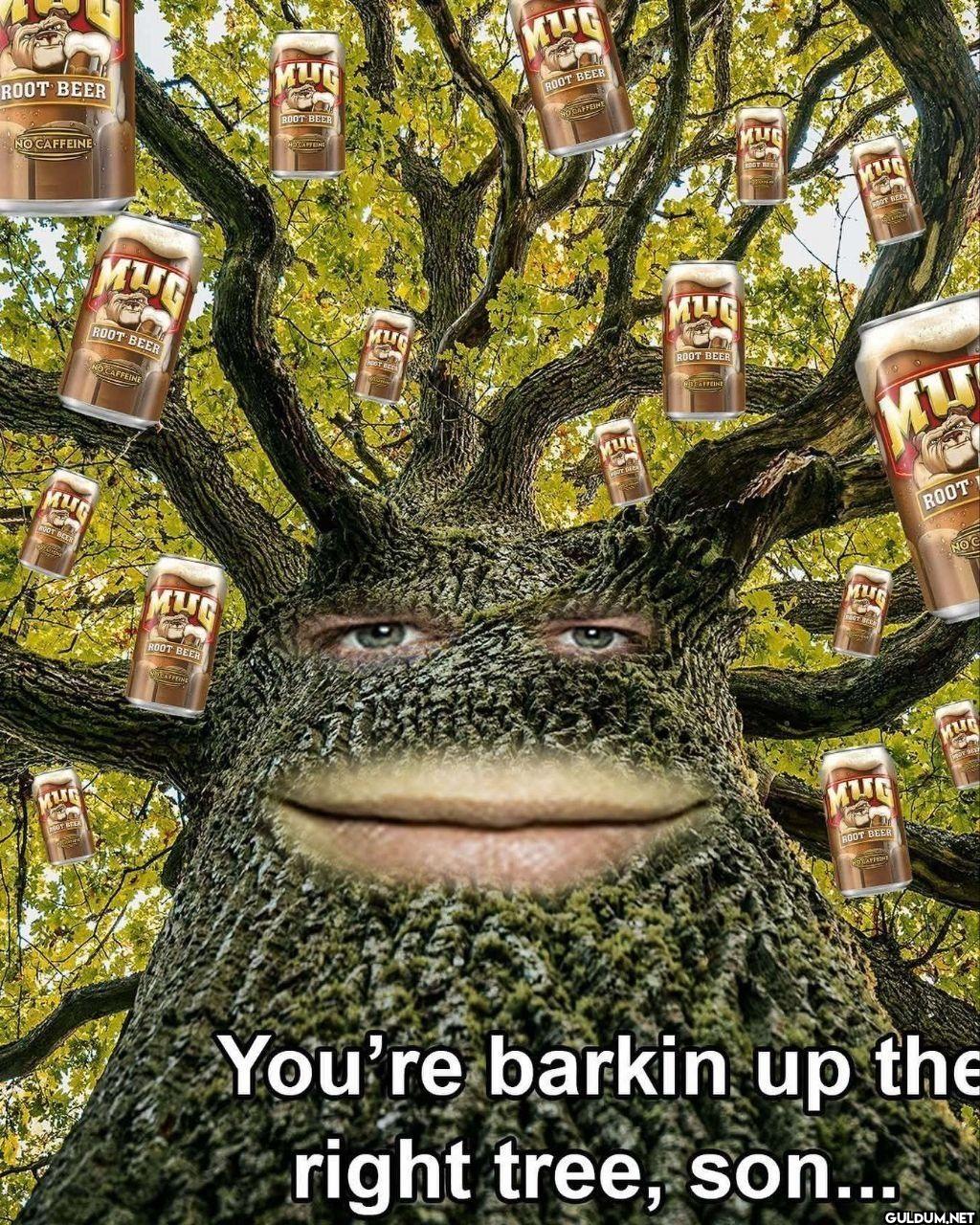 ROOT BEER NO CAFFEINE ROOT...