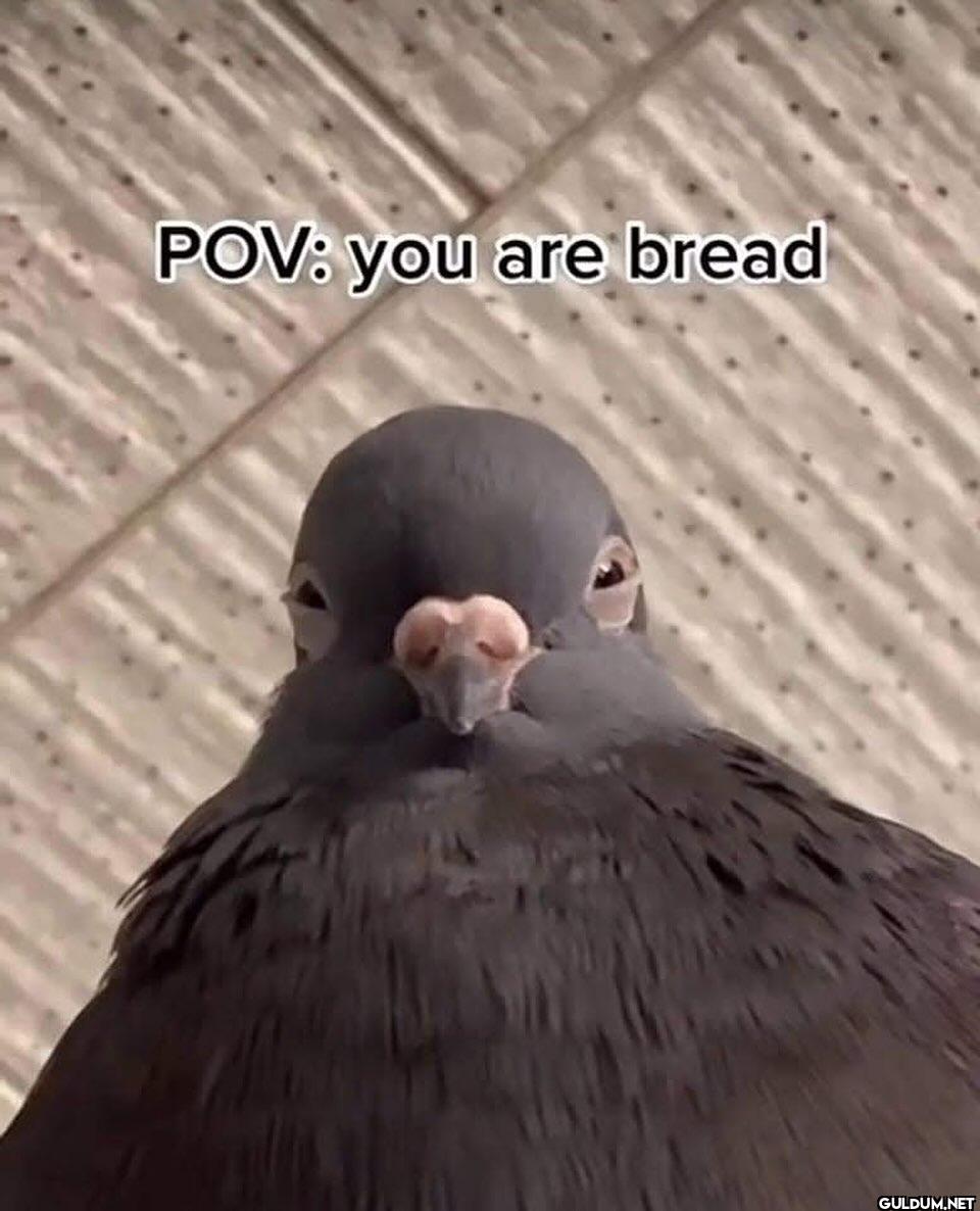POV: you are bread