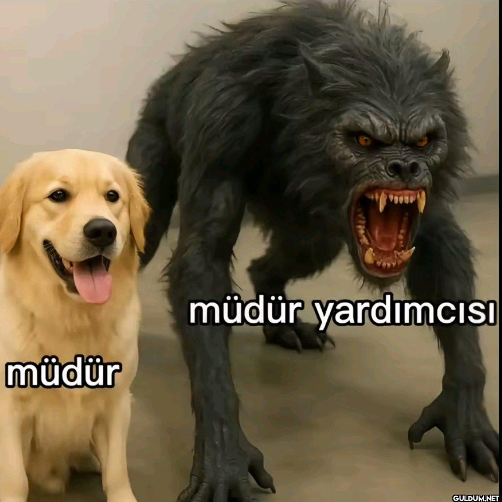 müdür müdür yardımcısı