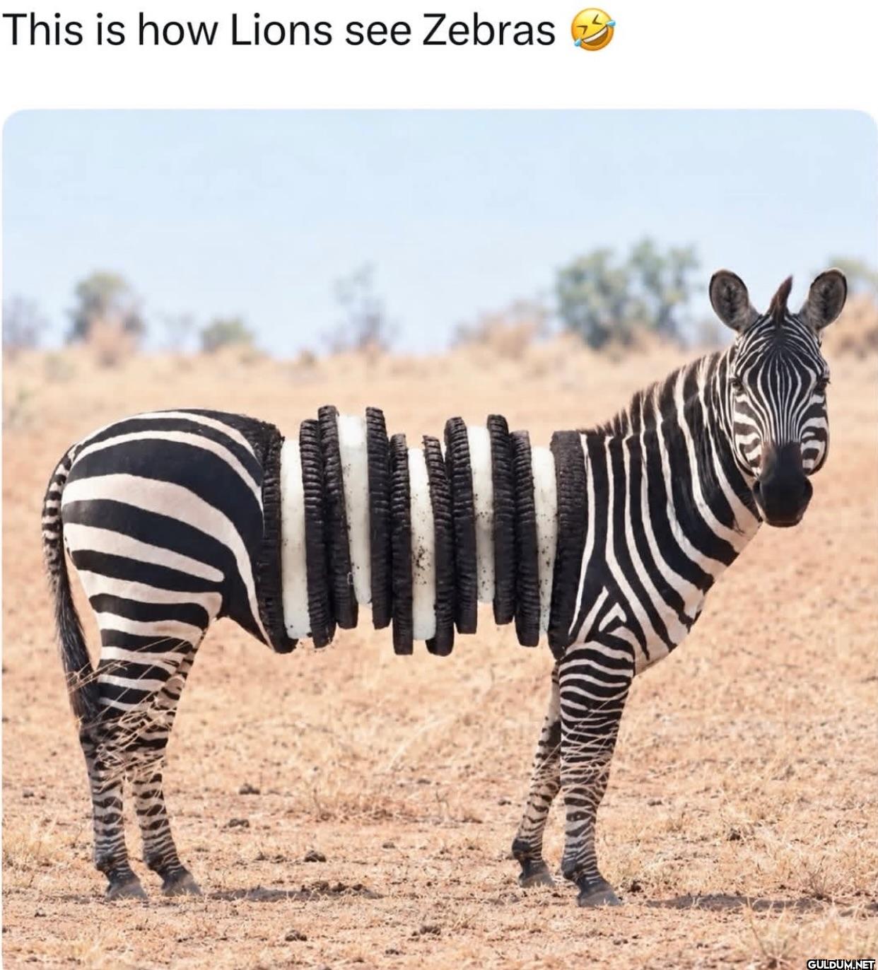 This is how Lions see Zebras