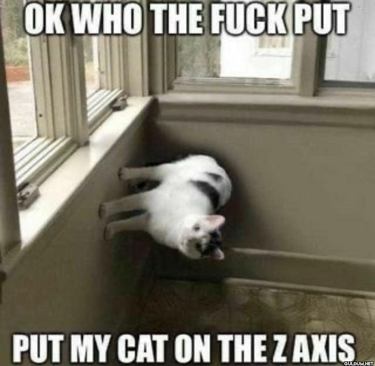 OK WHO THE FUCK PUT PUT MY...