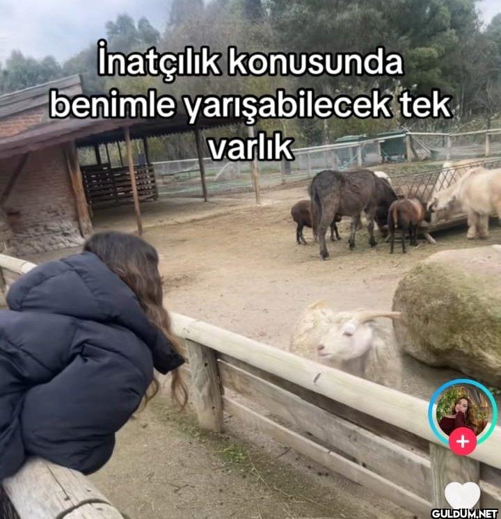 İnatçılık konusunda...