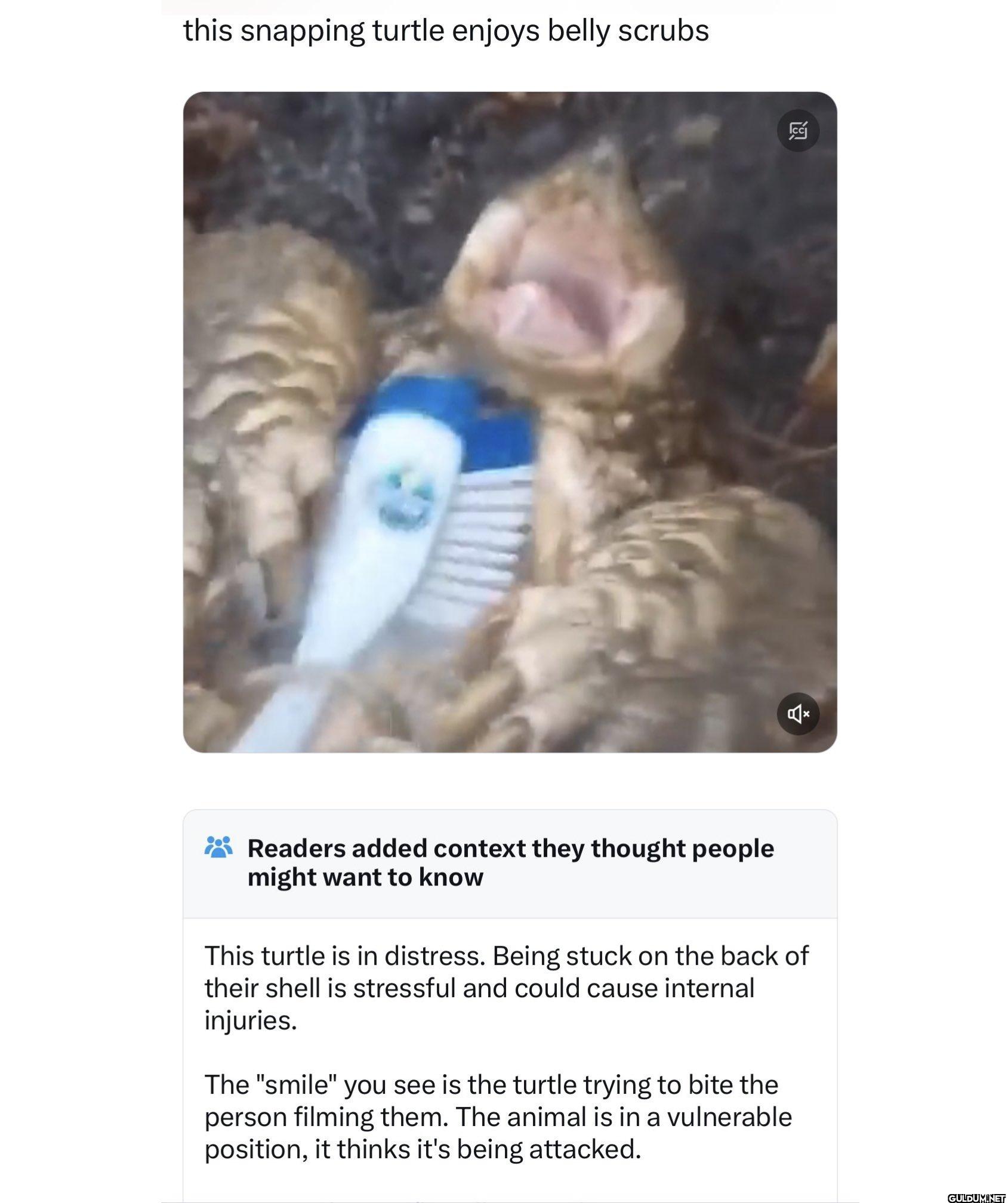 Poor turtle…    this...