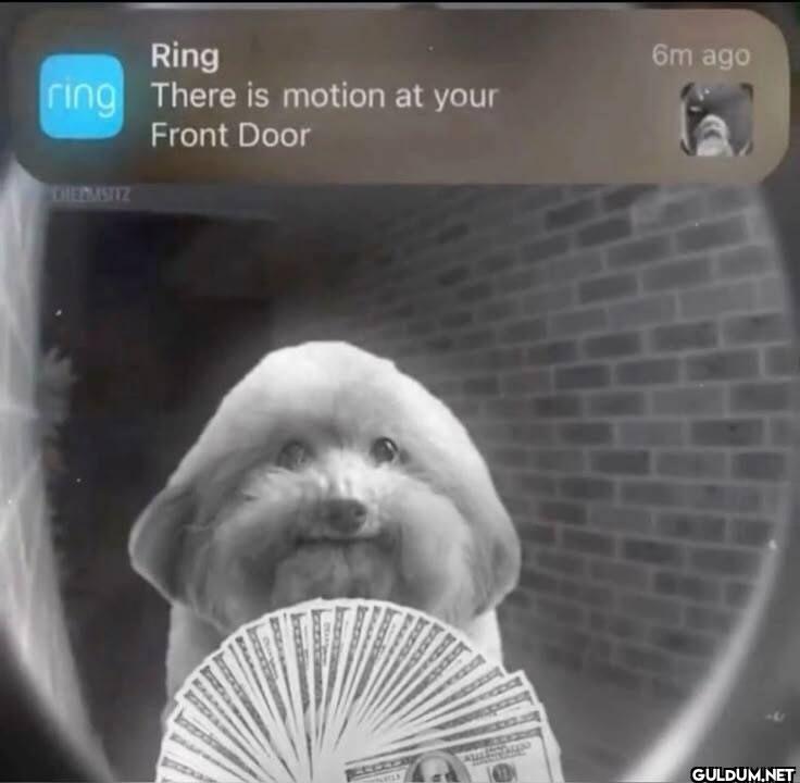 Ring There is motion at...