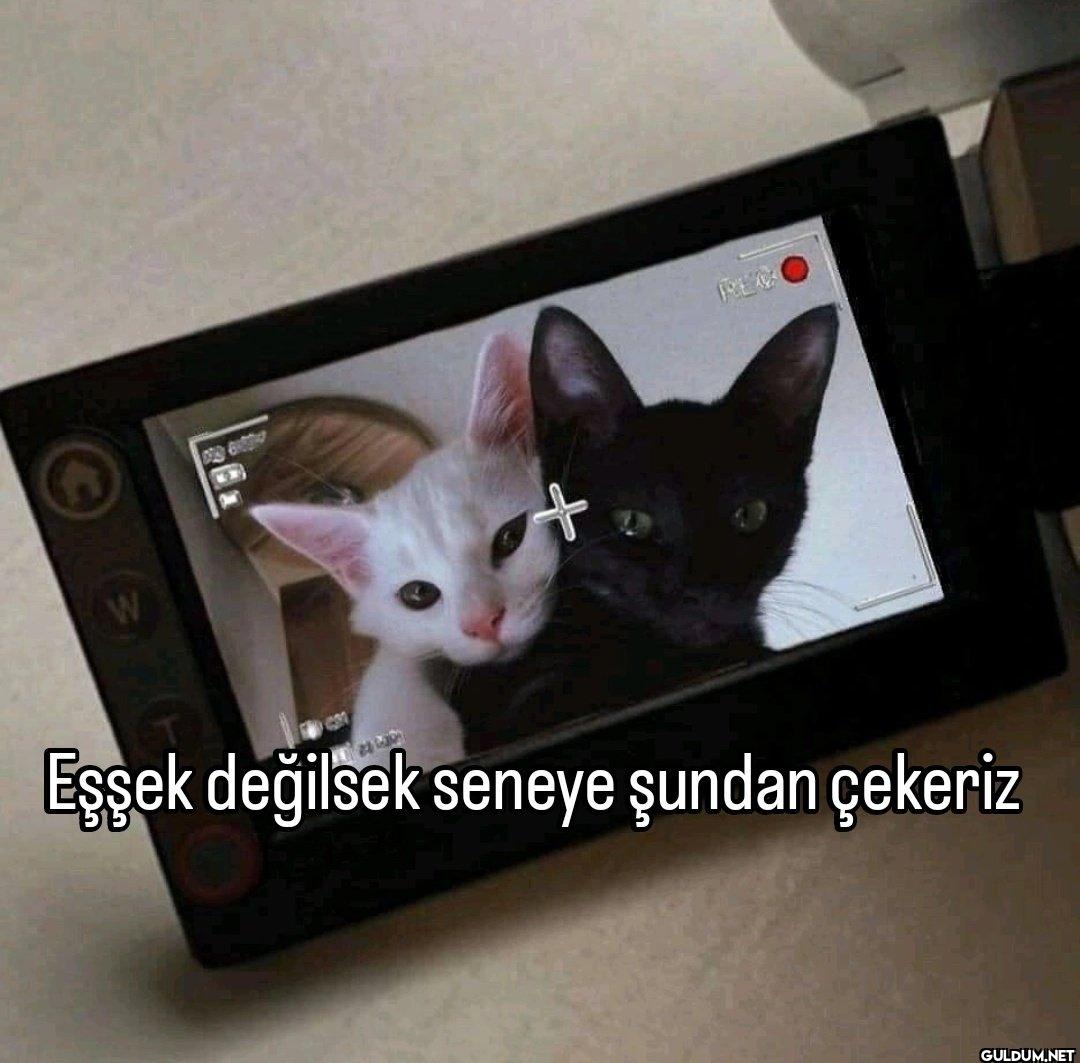 W + REC 100 Eşşek değilsek...