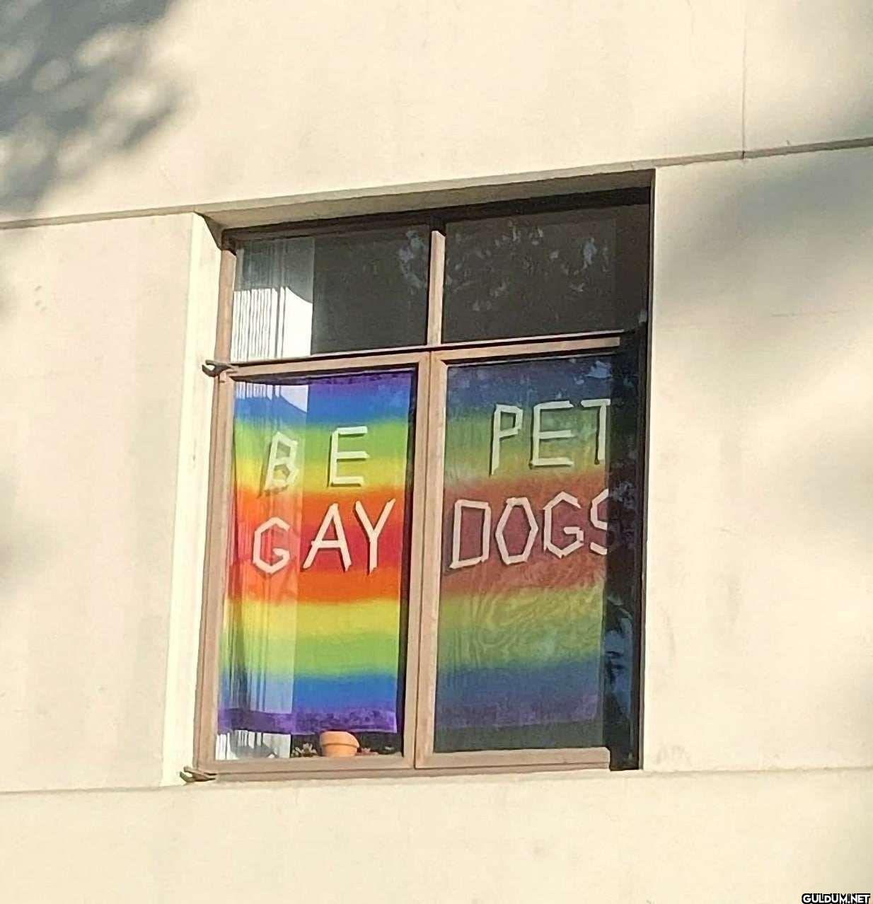 BE PET GAY DOGS