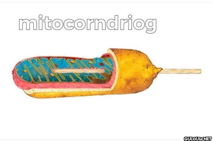 mitocondriog