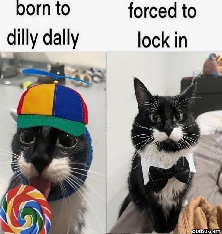 born to dilly dally forced...